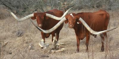 Click here for Texas Longhorn Ranch Full-Size Photo (new window)